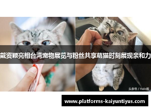 戴资颖亮相台湾宠物展览与粉丝共享萌猫时刻展现亲和力 戴资颖亮相台湾宠物展览与粉丝共享萌猫时刻展现亲和力